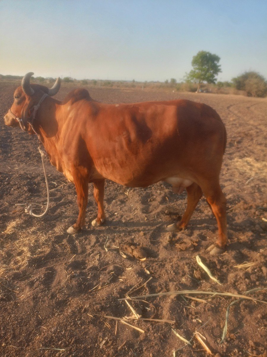 ગાય.  વેચવાનુ  છે