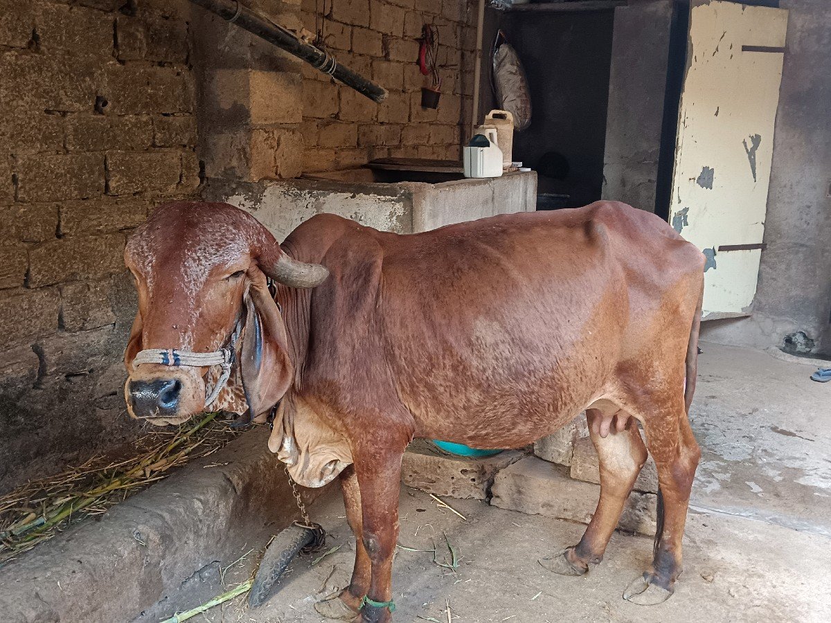 ગાય વેચવાની છે