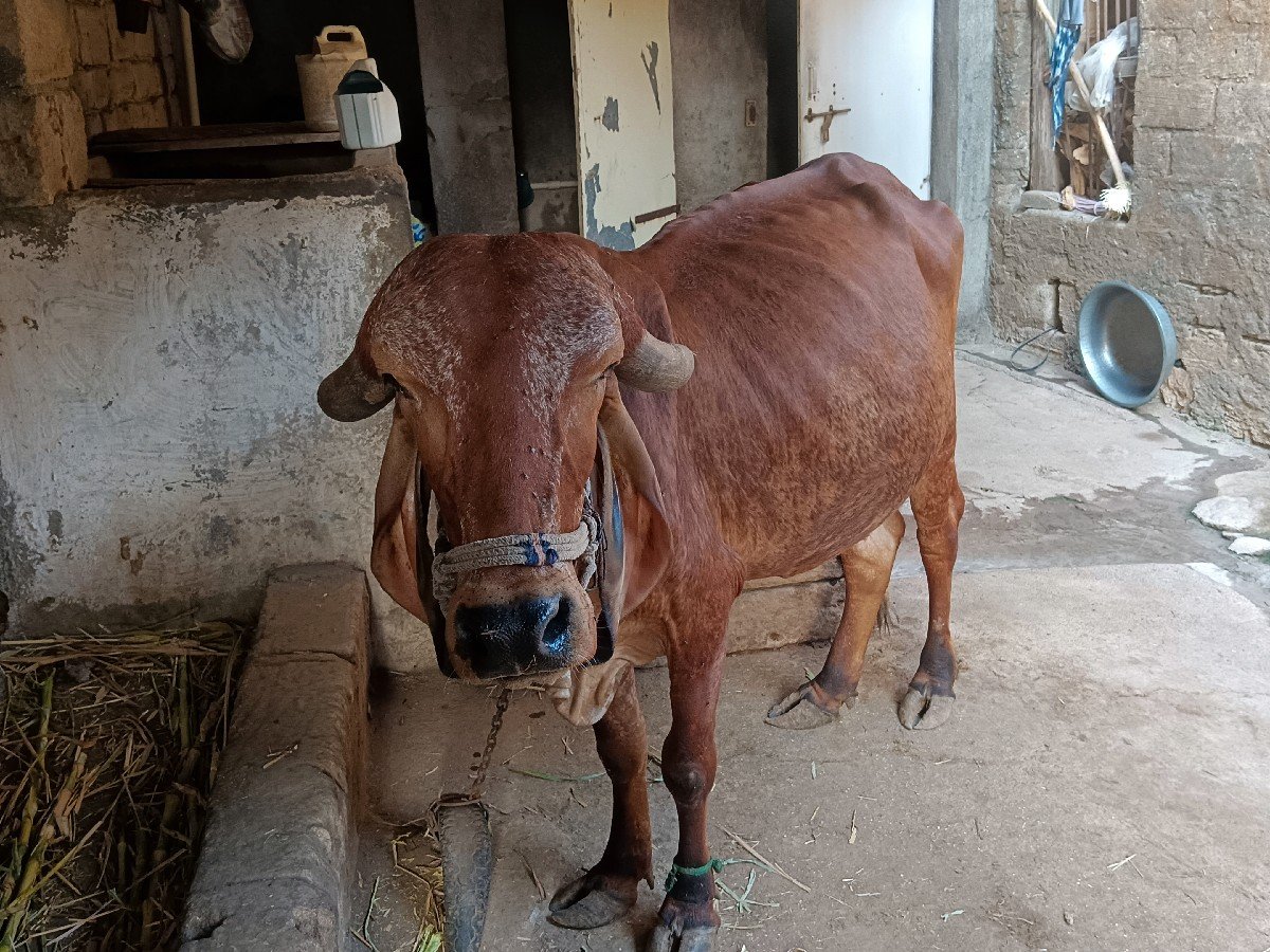 ગાય વેચવાની છે
