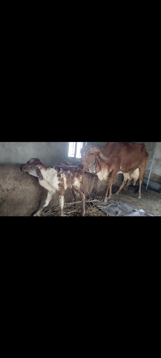 ગાય  અને હોડકી વેસવાની છે