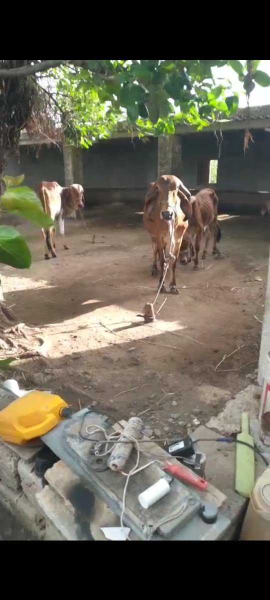 ગાય  અને હોડકી વેસવાની છે