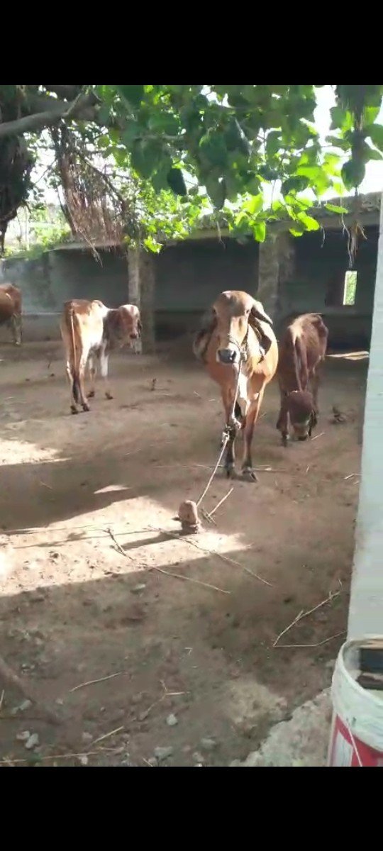 ગાય  અને હોડકી વેસવાની છે