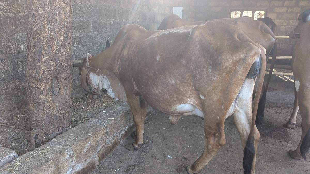 ગાય વેચવાની છે