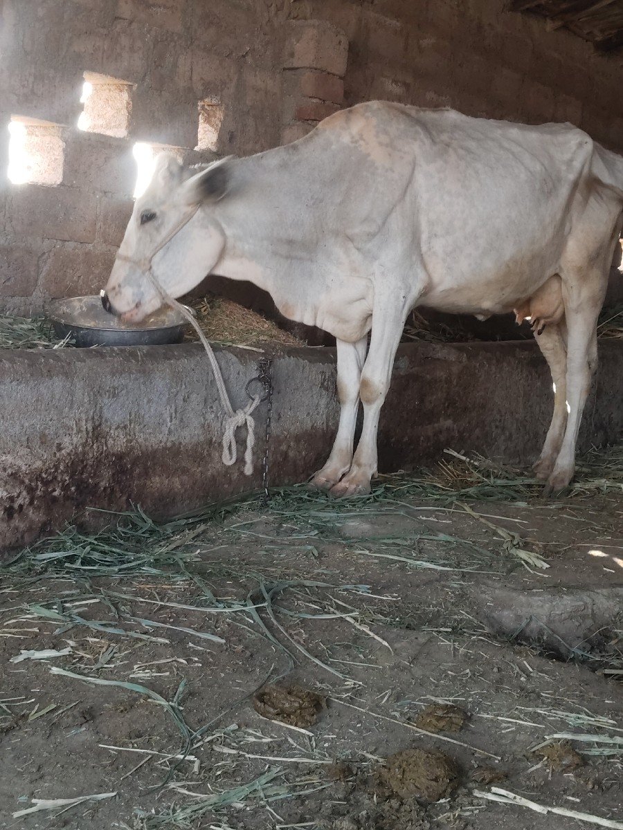 જર્સી ગાય