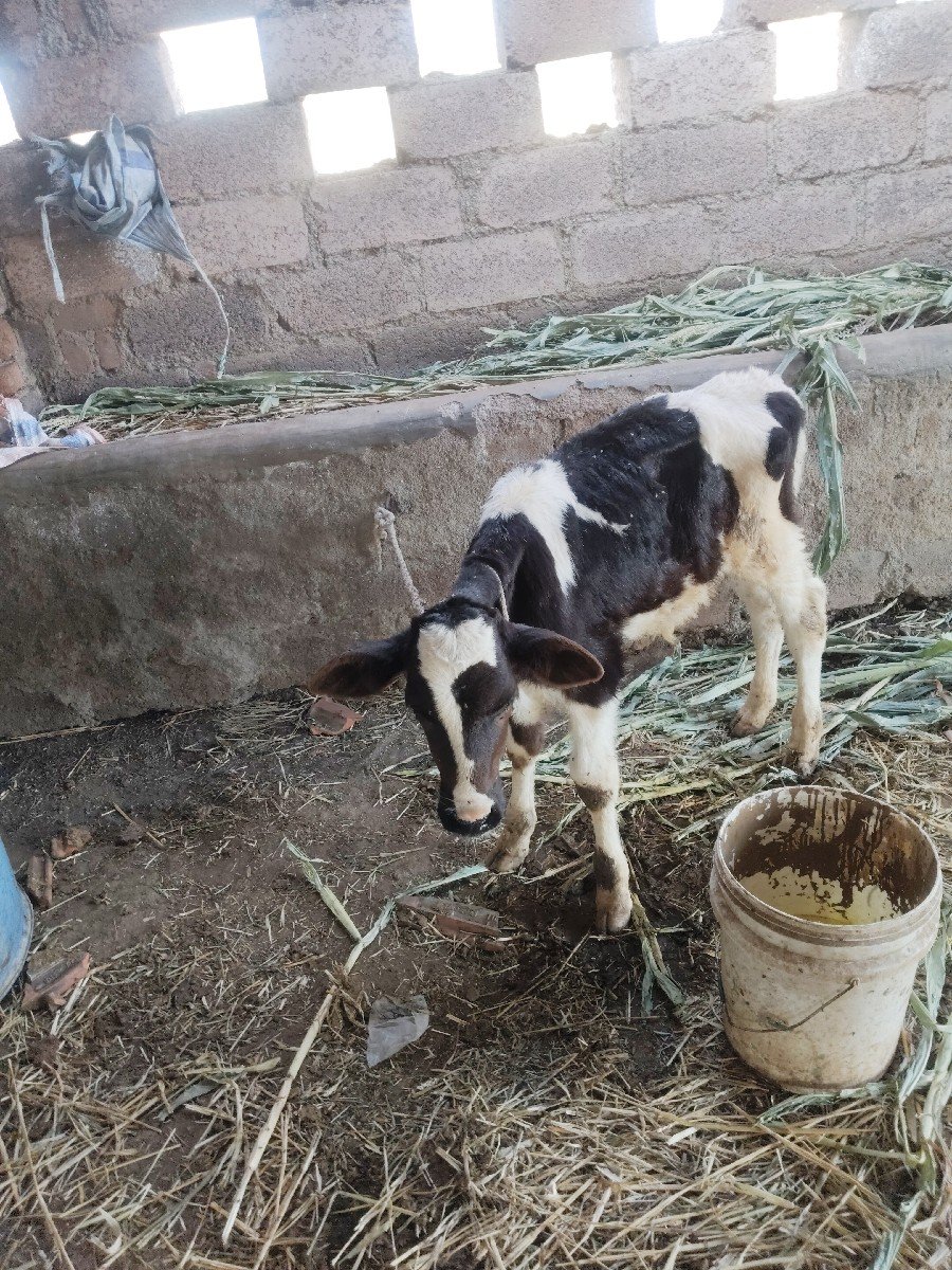 જર્સી ગાય