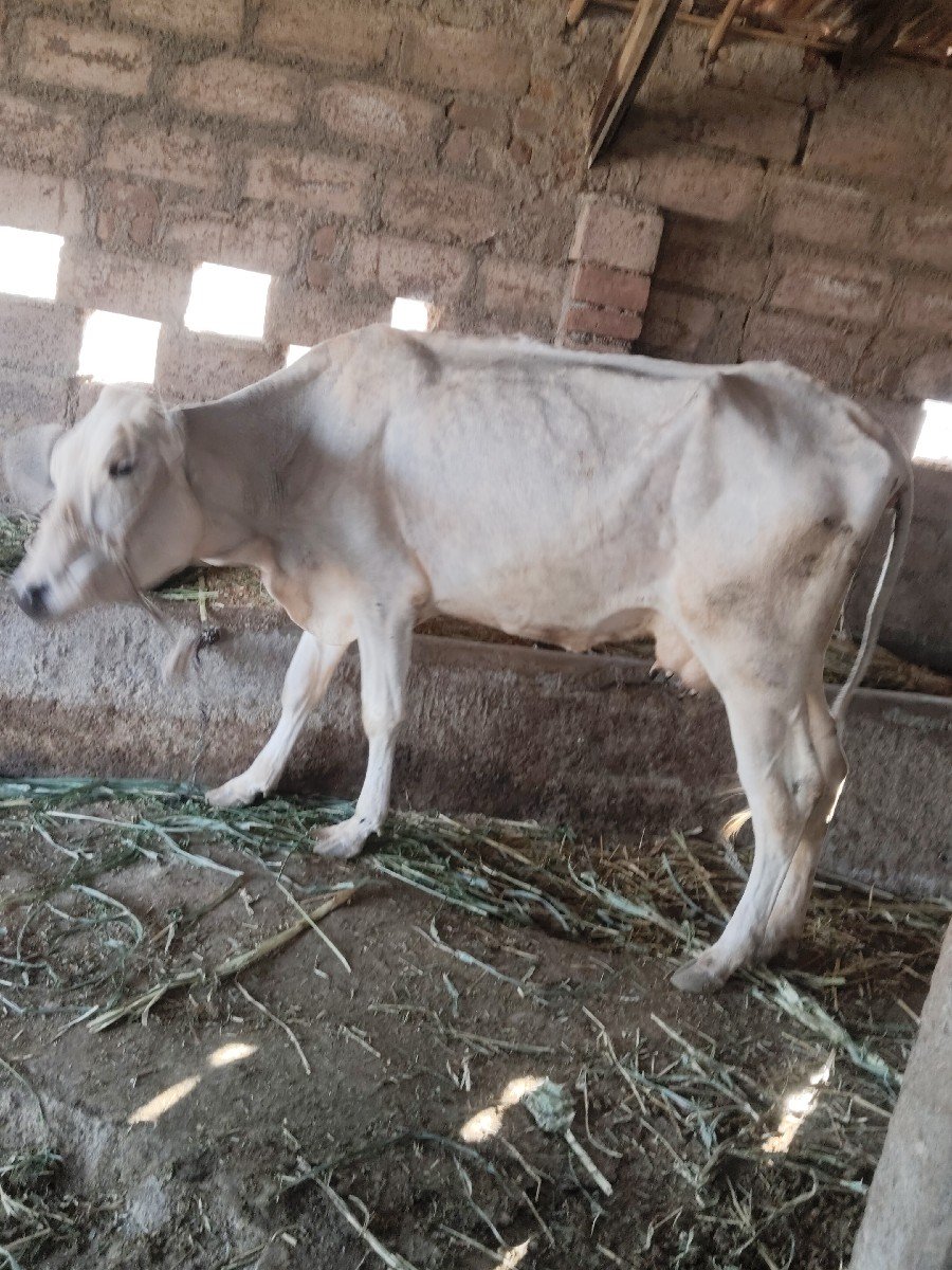 જર્સી ગાય