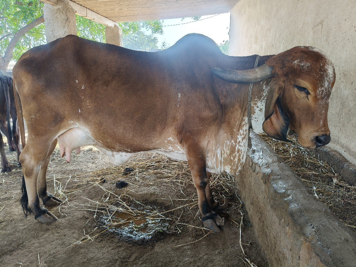 9712572065 
ગાય વેચવાની છે