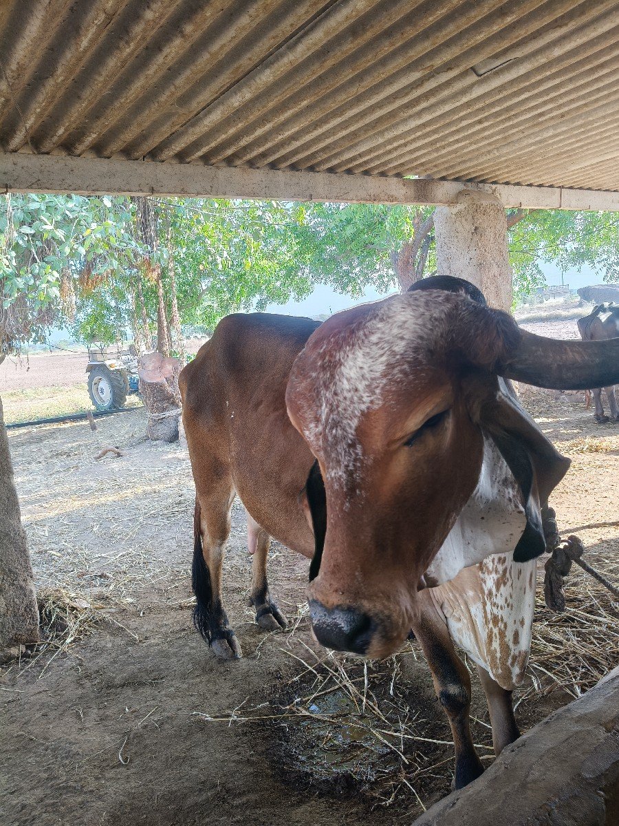 9712572065 
ગાય વેચવાની છે