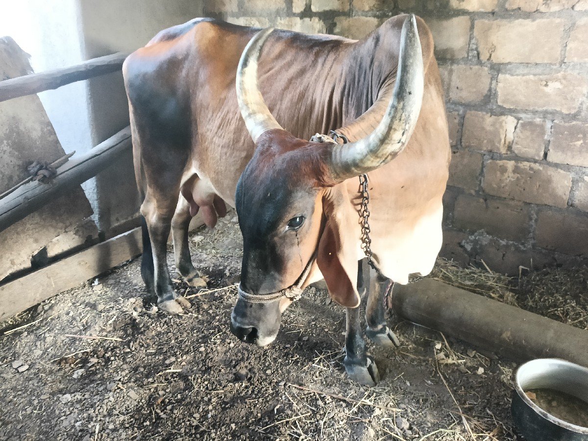 બીજુ વેતર 10 દીવસ કાસી