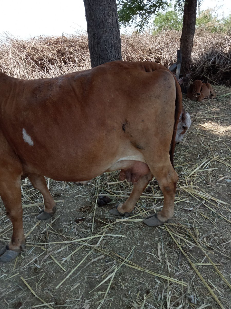 ગાય.વેચવાનીછે