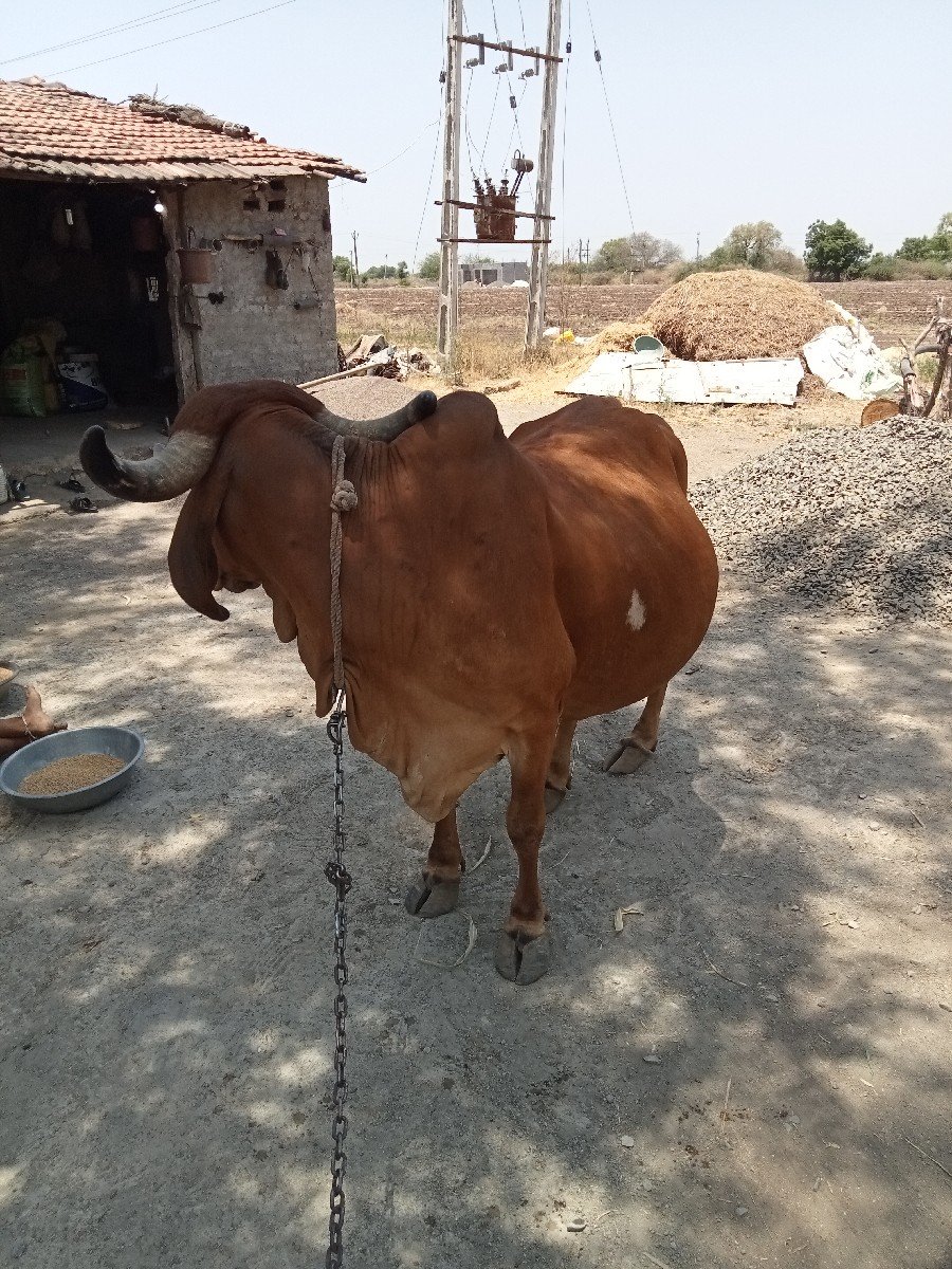 ગાય.વેચવાનીછે