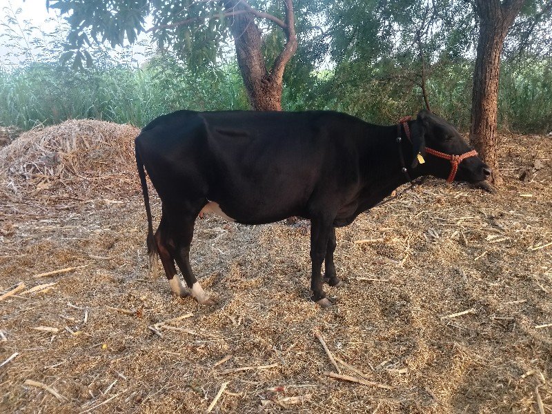 गाय