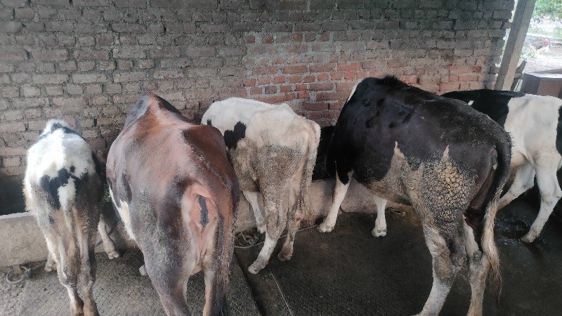 पाड्या विकणे आहेत