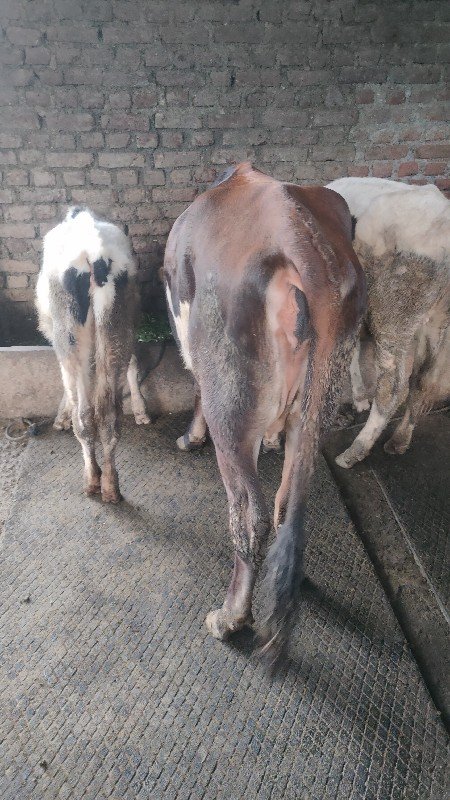 पाड्या विकणे आहेत