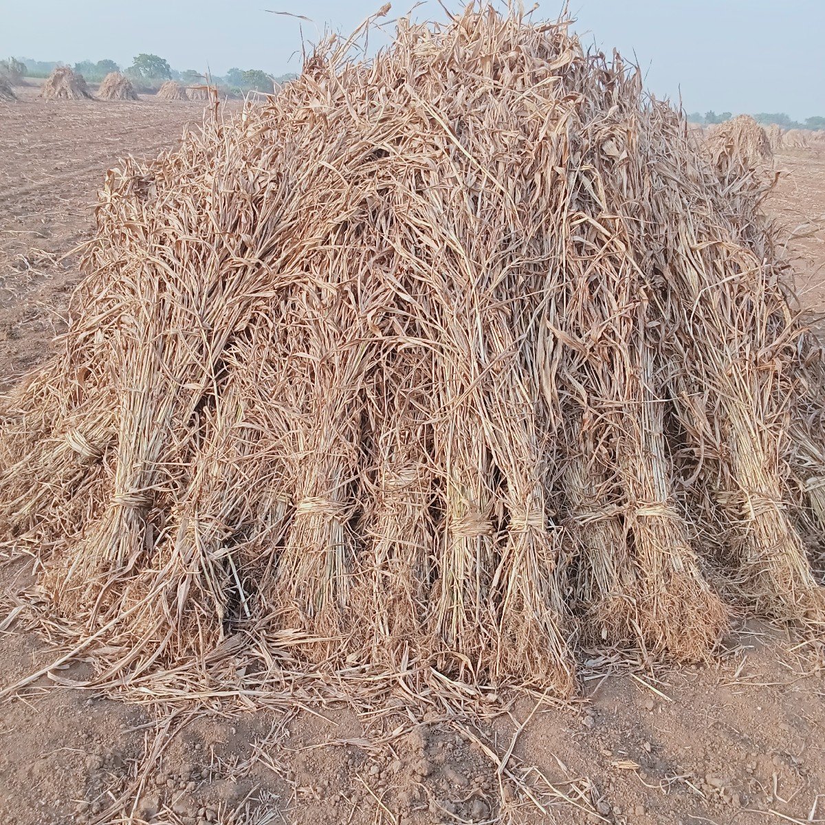 juvarni niran