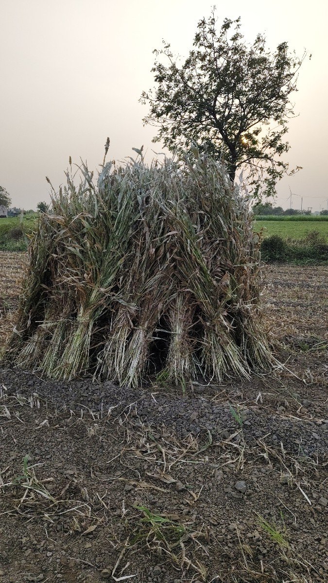 જુવારની નીર વેચવાની છે