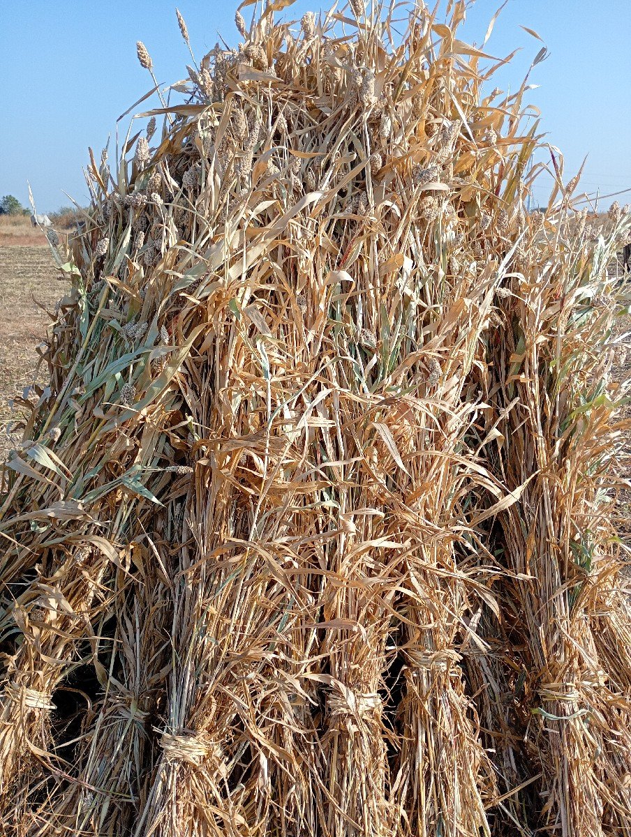 ગુદરી વેચવાની છે. ૯  દાt  વાવેલ છે.