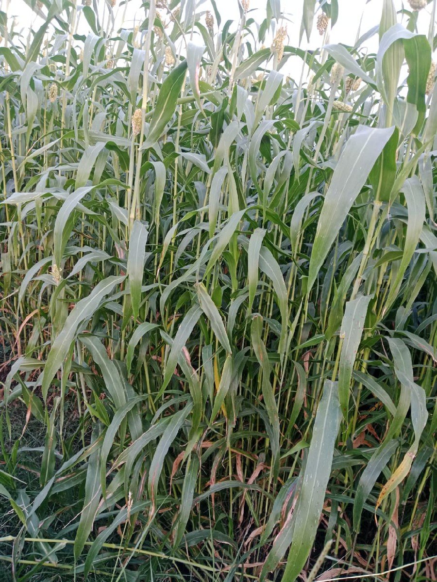 ગુદરી વેચવાની છે. ૯  દાt  વાવેલ છે.