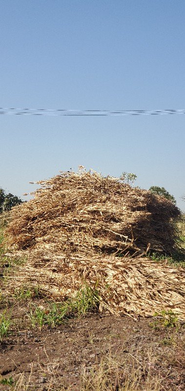 જુવાર વેચવાની છે