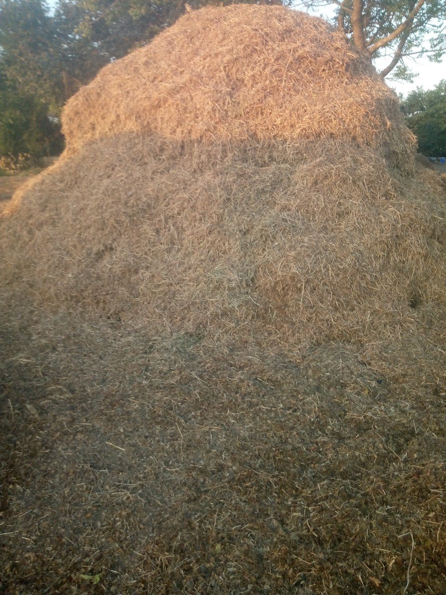 મગોટુ