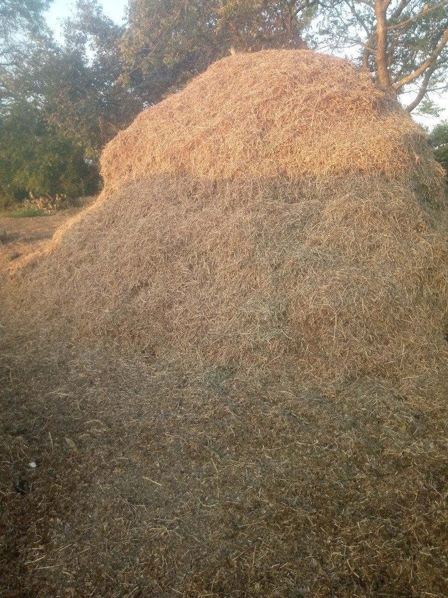 મગોટુ