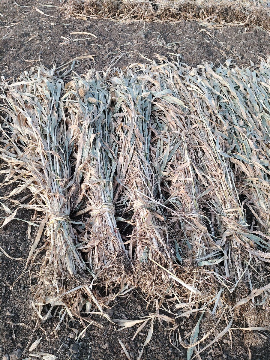 નિરણ વેચવાની છે