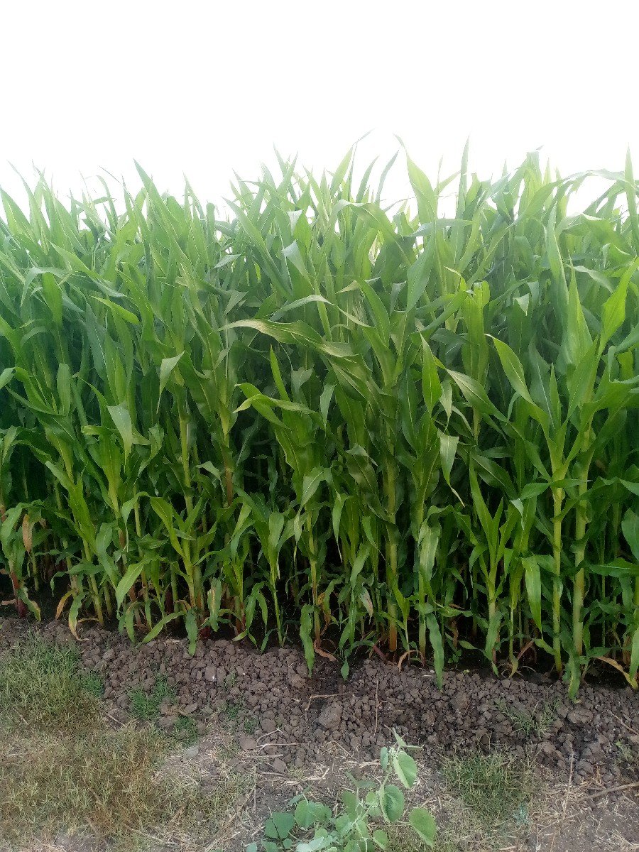 મકાઈ વેવાનીછે
5 વીઘાની છે