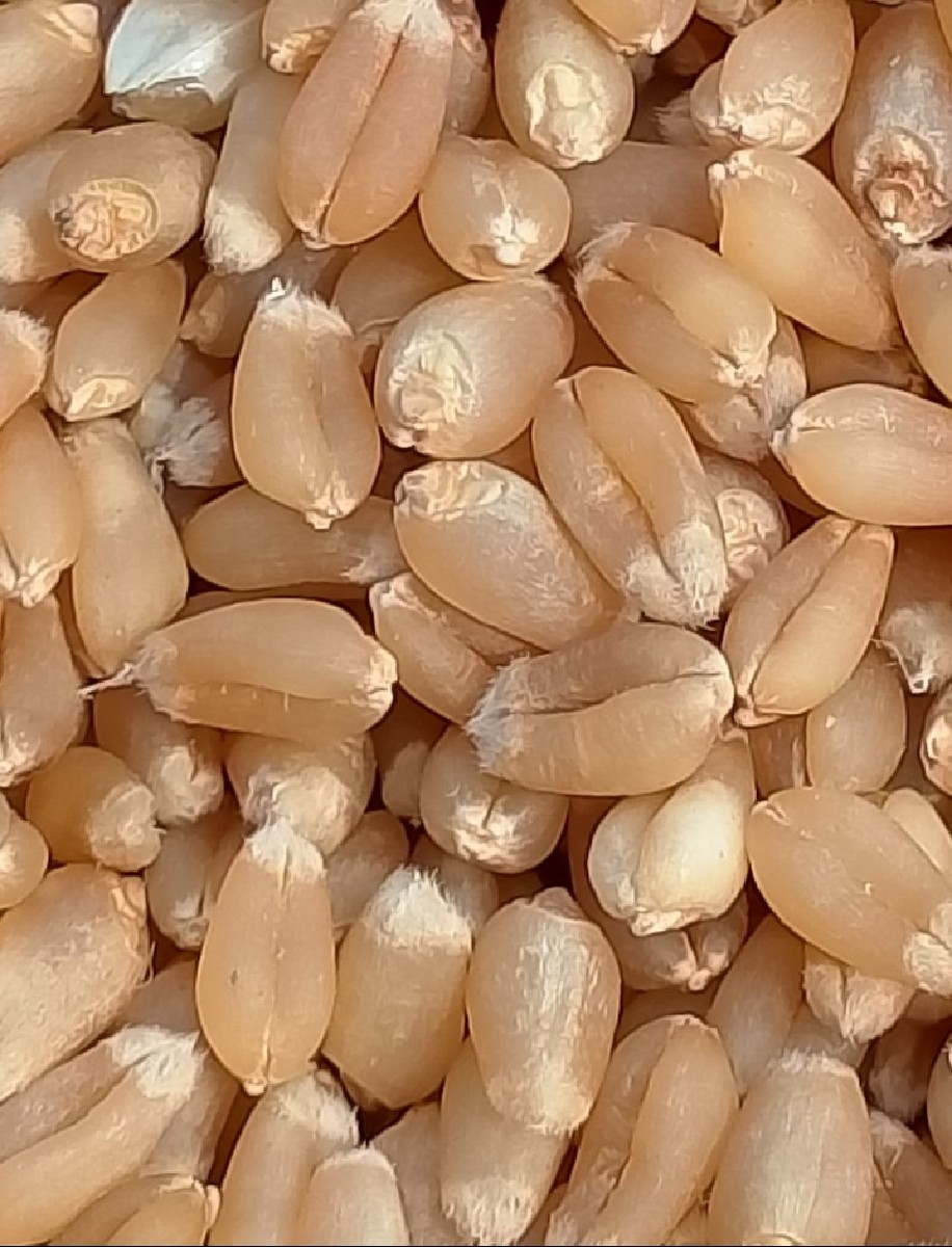 ઘંવ..513