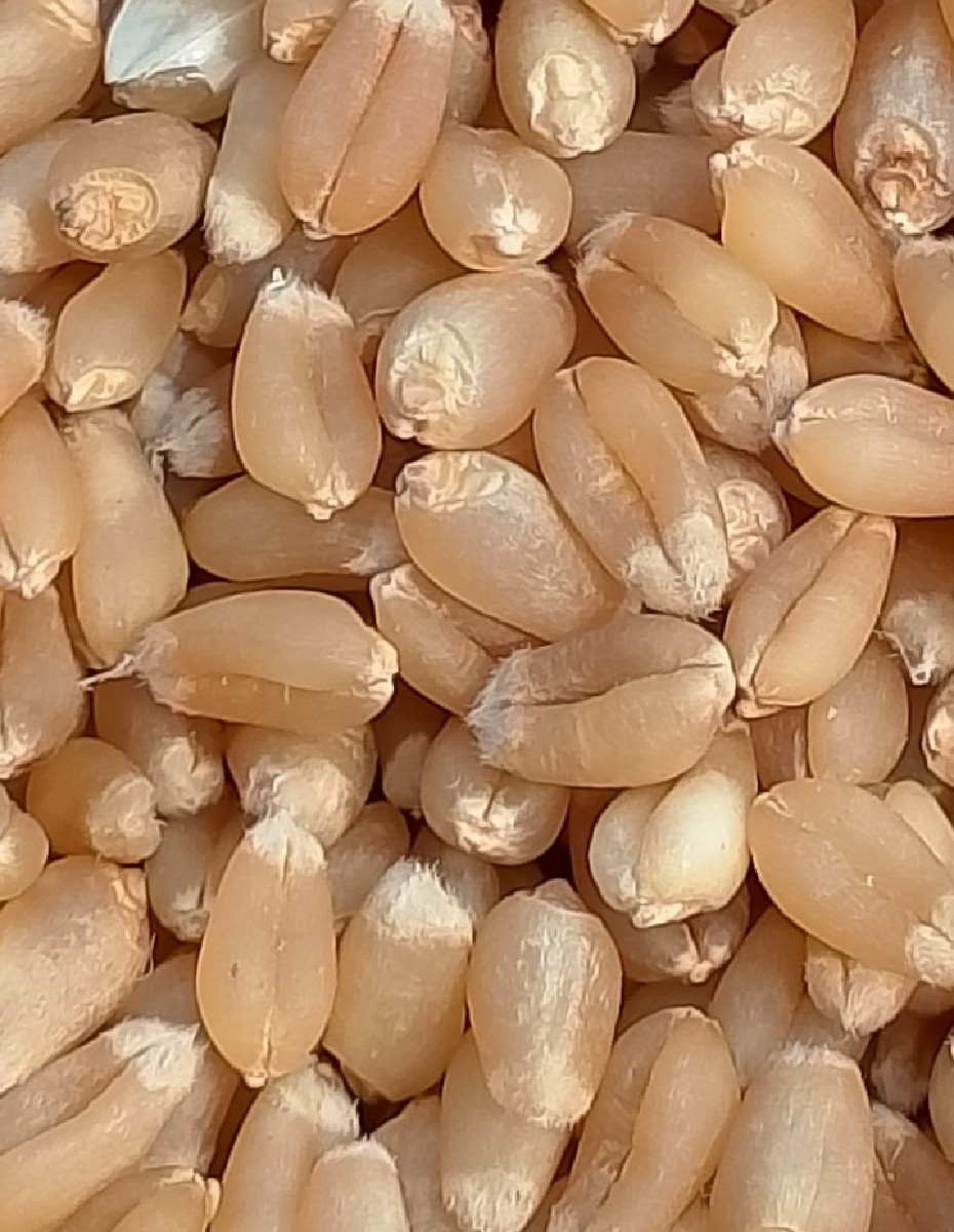 ઘંવ..513