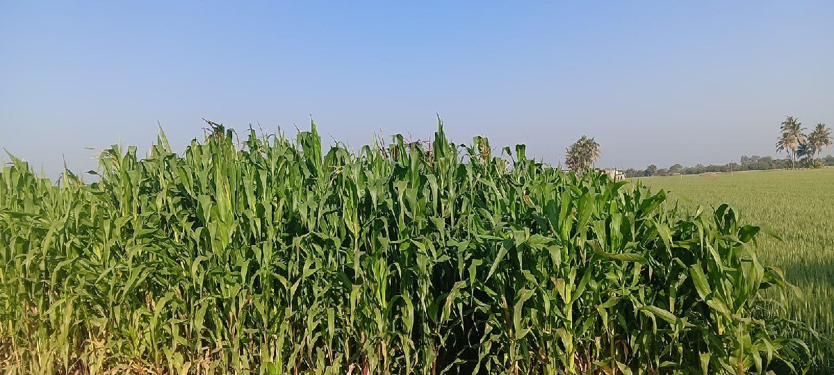આ મકાઈ વેચવાની છે