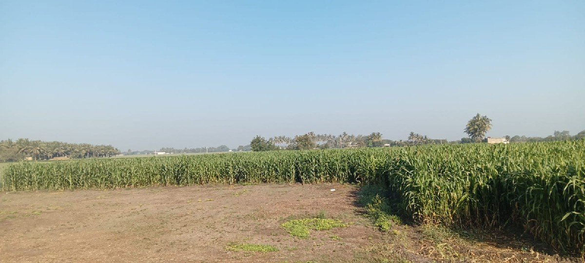 આ મકાઈ વેચવાની છે