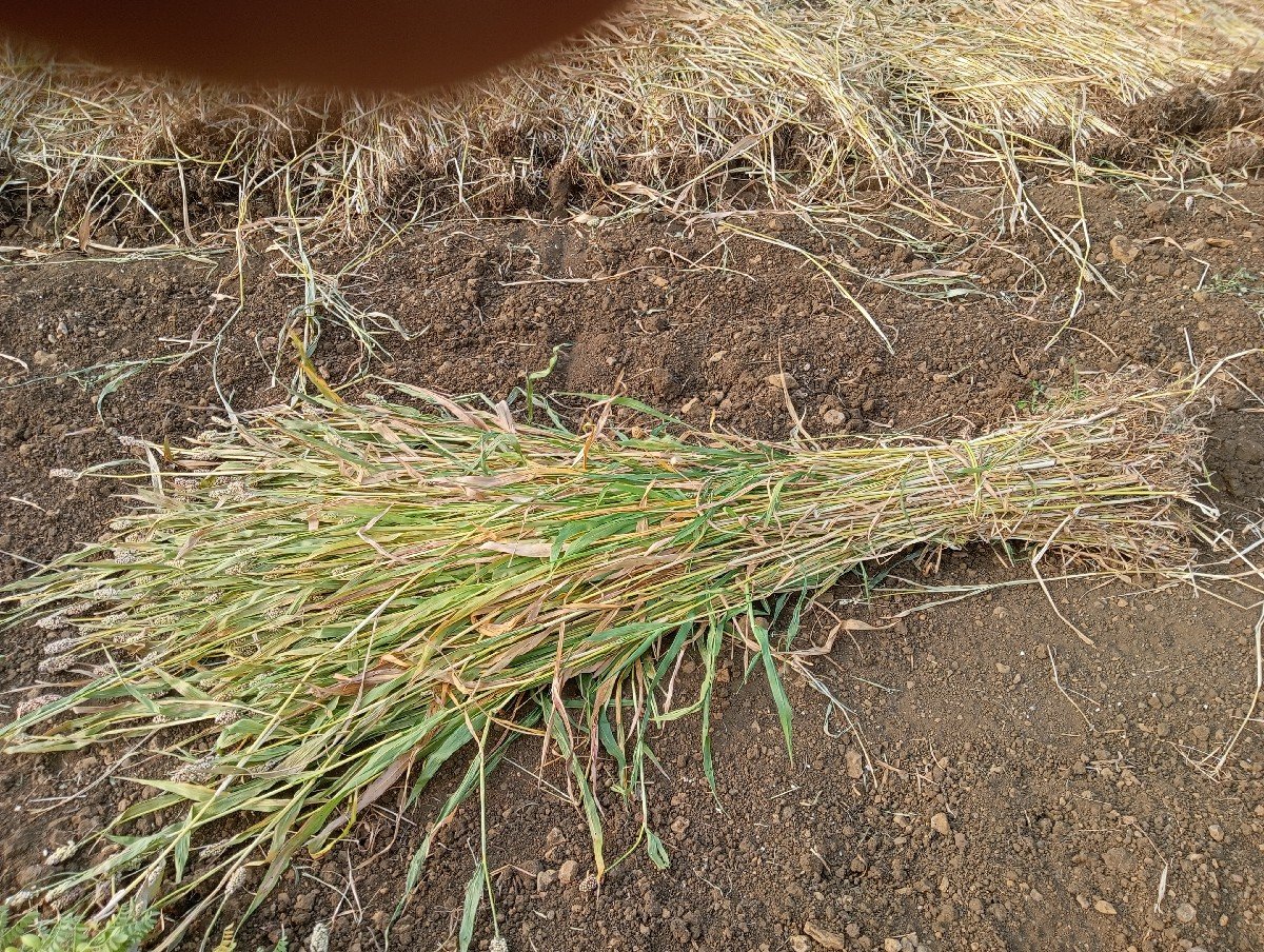 જુવારની નિરણ અને પાલો વેચવાનો
