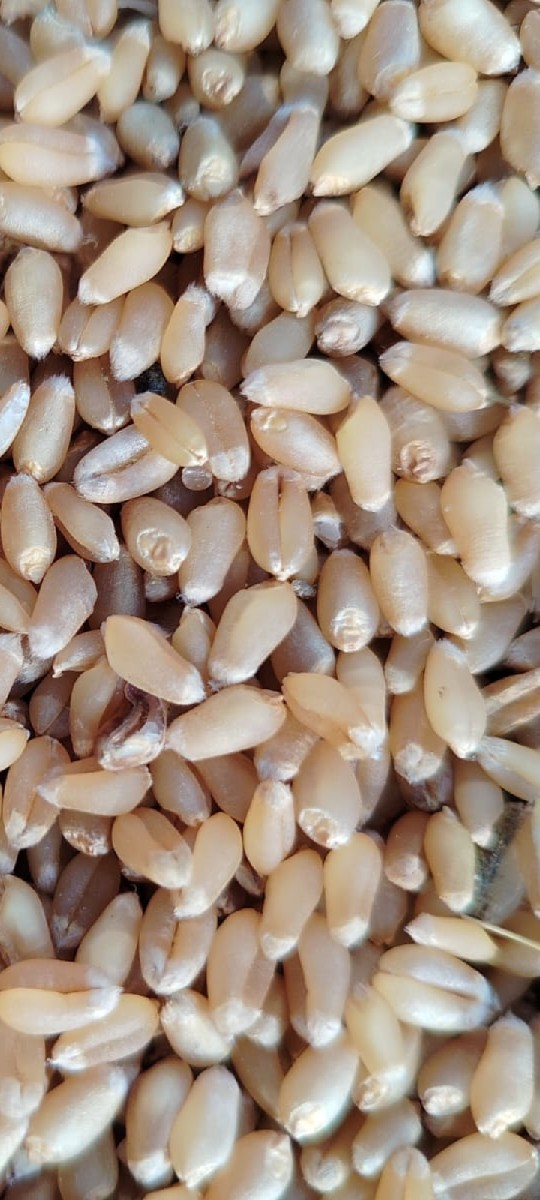 ઘંવ..513