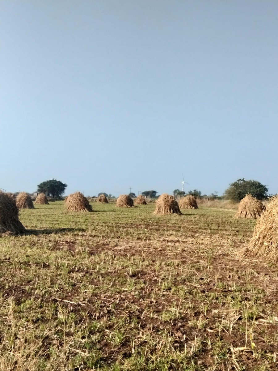 જુવાર વેચવાની છે