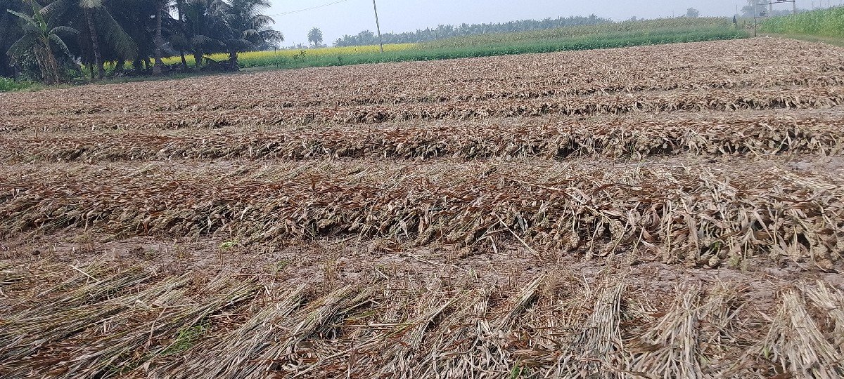 જુવાર વેચવાની છે