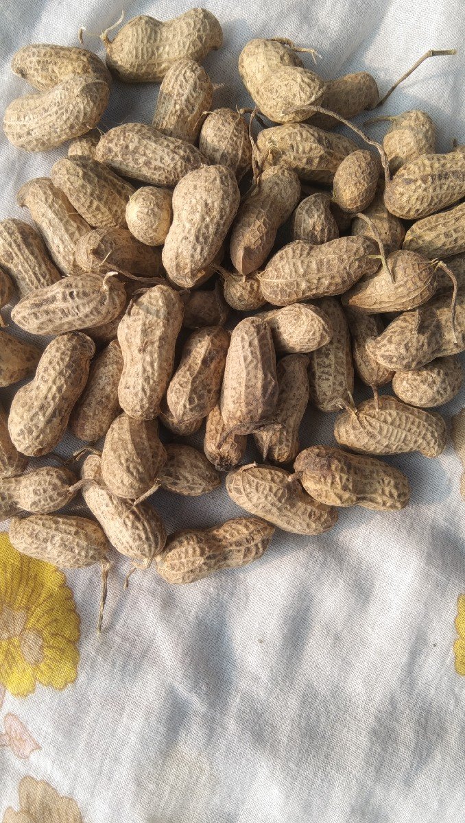 જી22  માંડવી  બીયારણ મા વૈચવાનીછે
