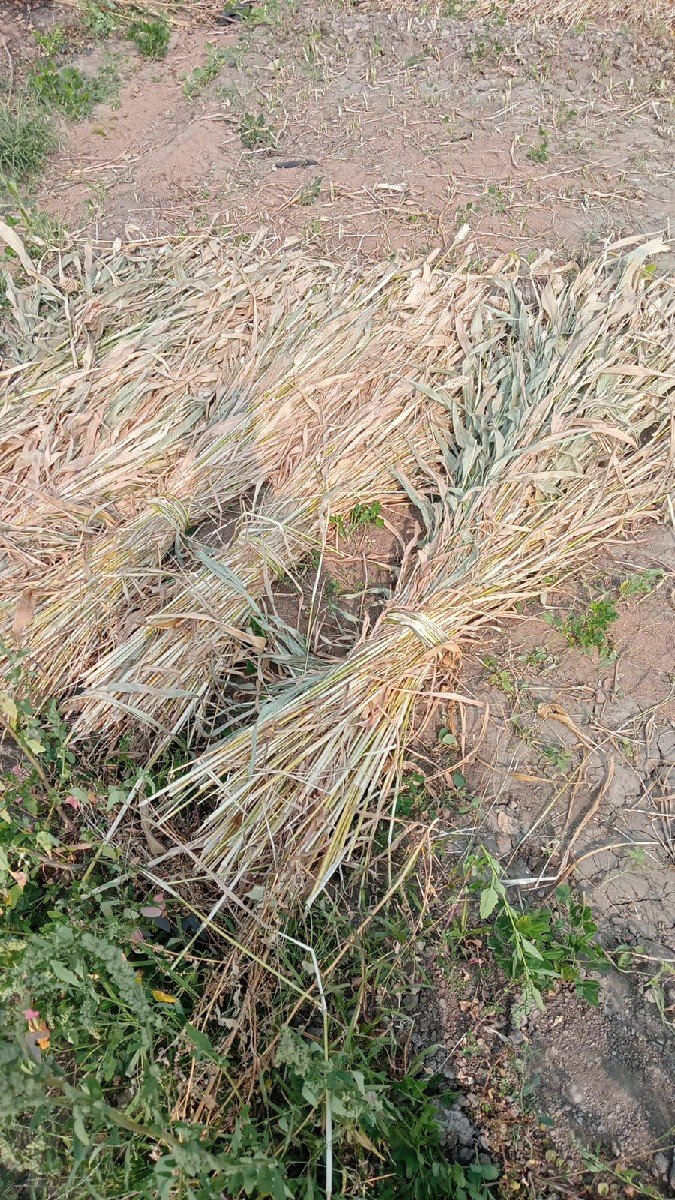 જુવાર નીરણ