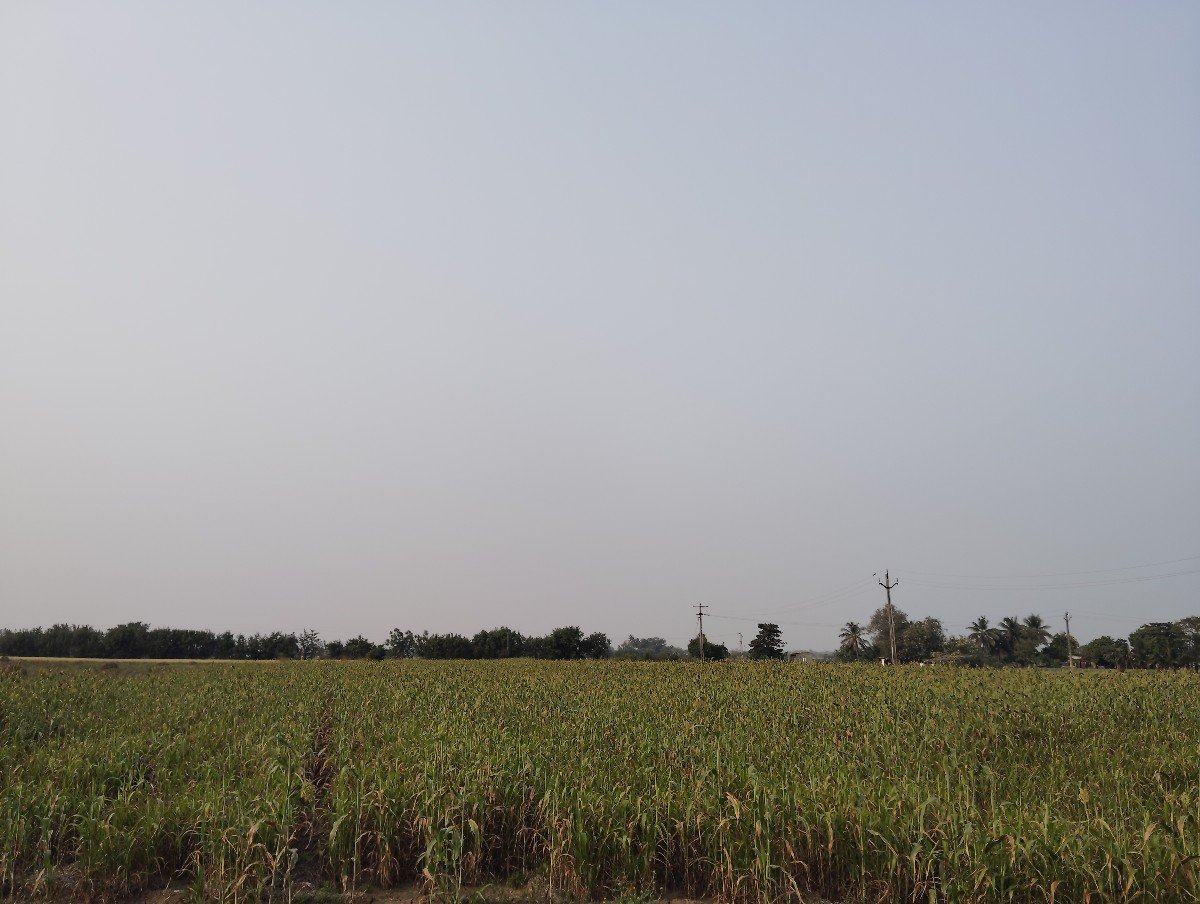 લીલી જુવાર