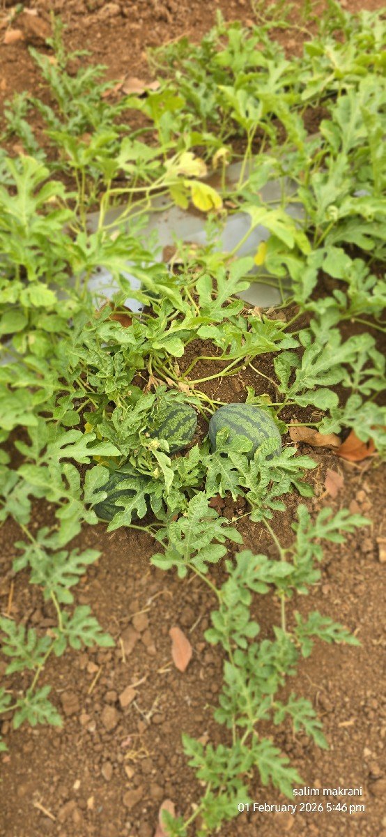 તરબુચ  આપવાના છે તારીખ