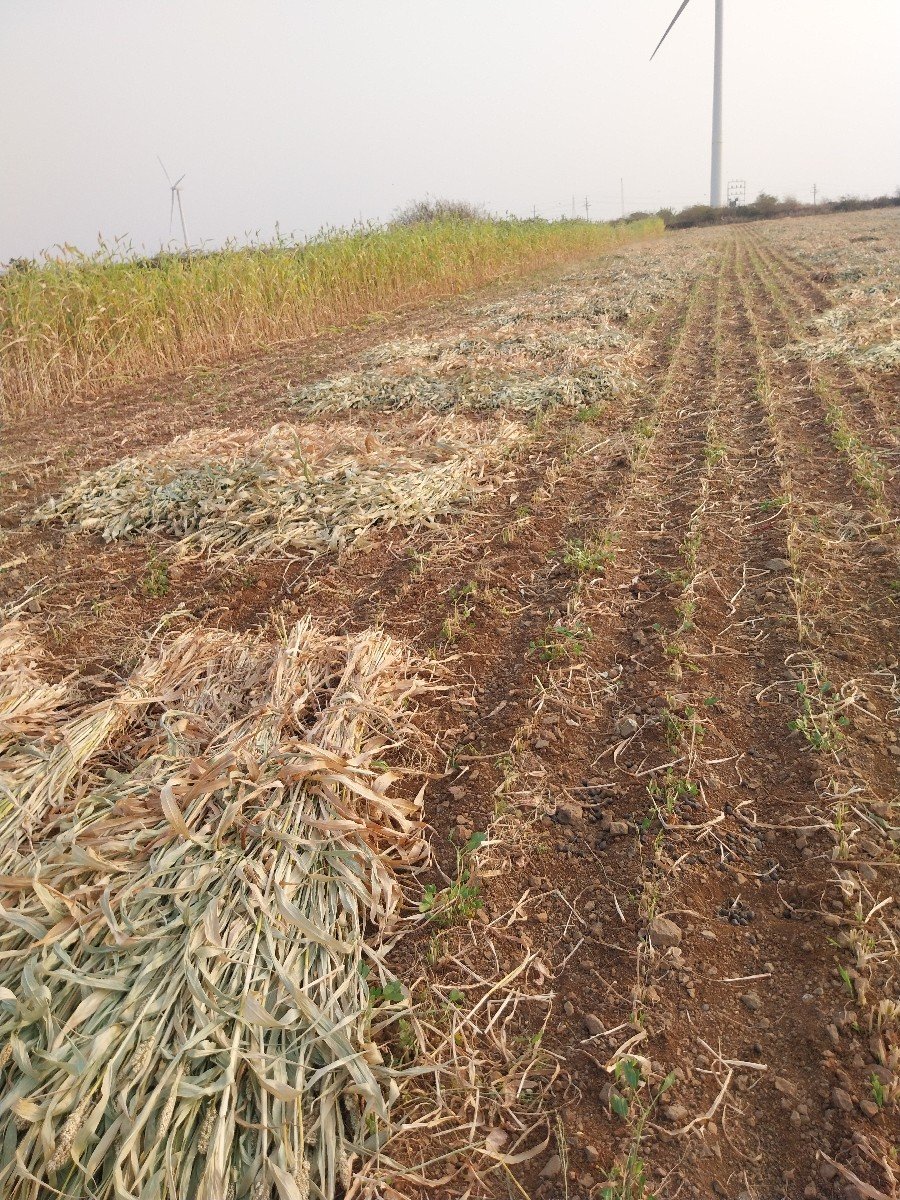 નીરણ વેસવાનીસે