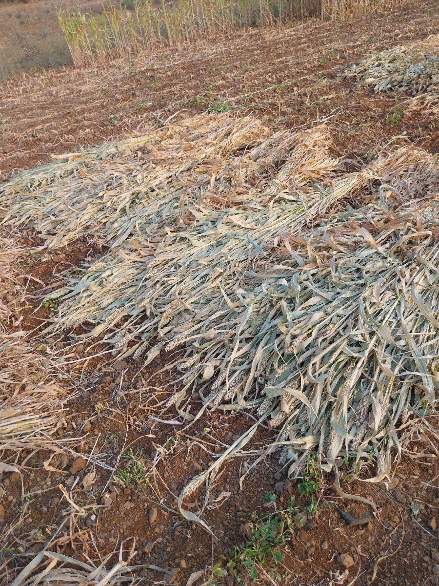 નીરણ વેસવાનીસે