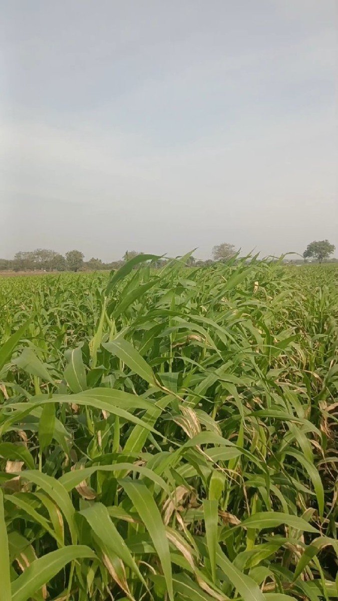 જુવાર વેચવાની છે