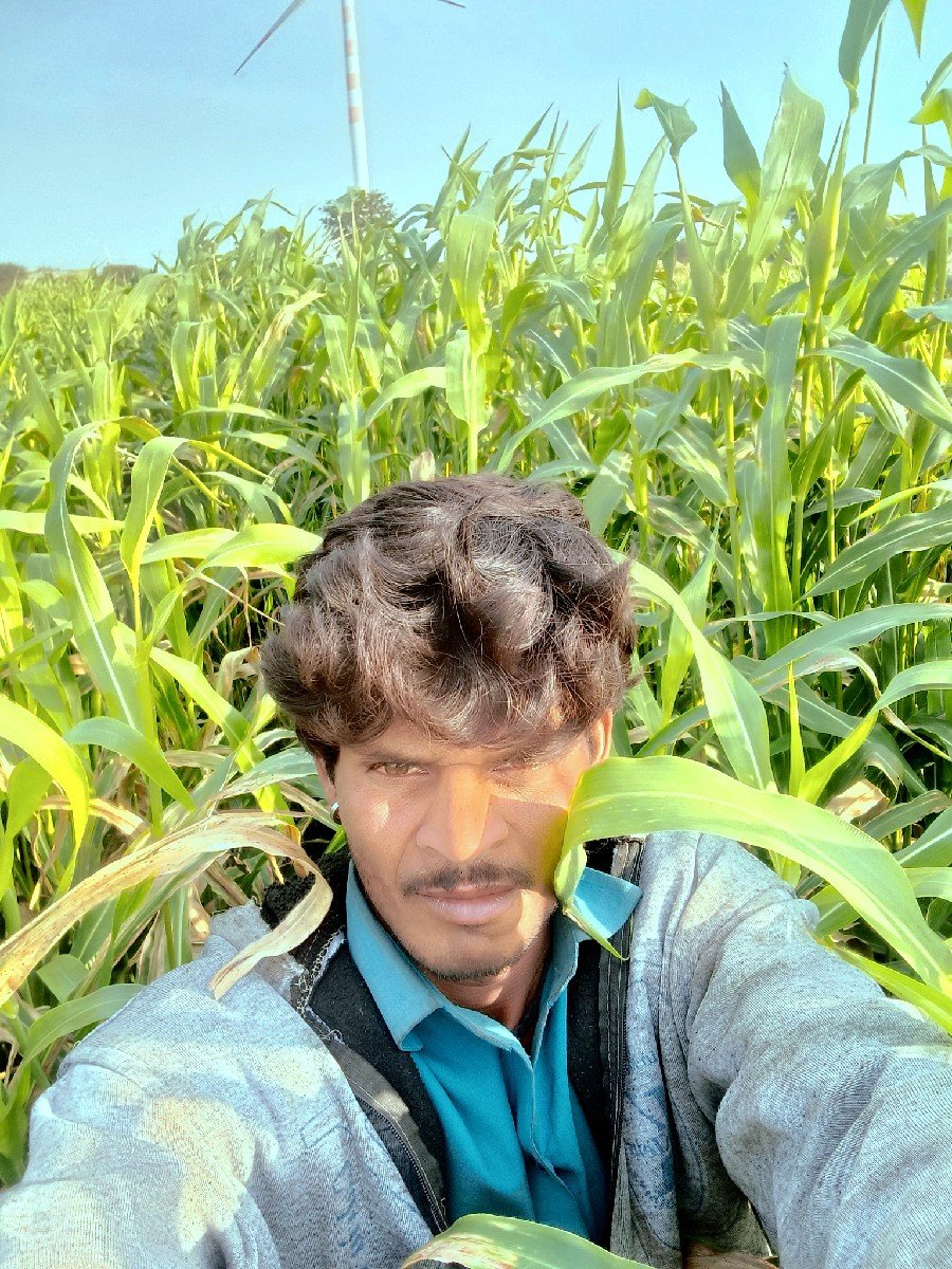 જુવાર વેચવાની છે