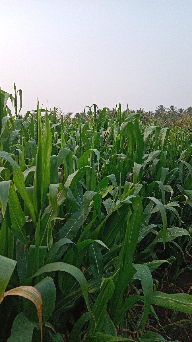 મકાઈ દેવાની સે સારાની છે