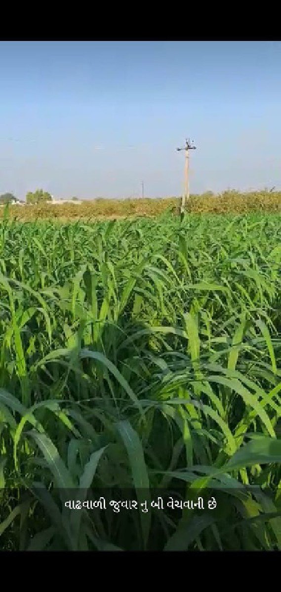 વાઢવાળી જુવાર નુ બી વેચવાનું છે