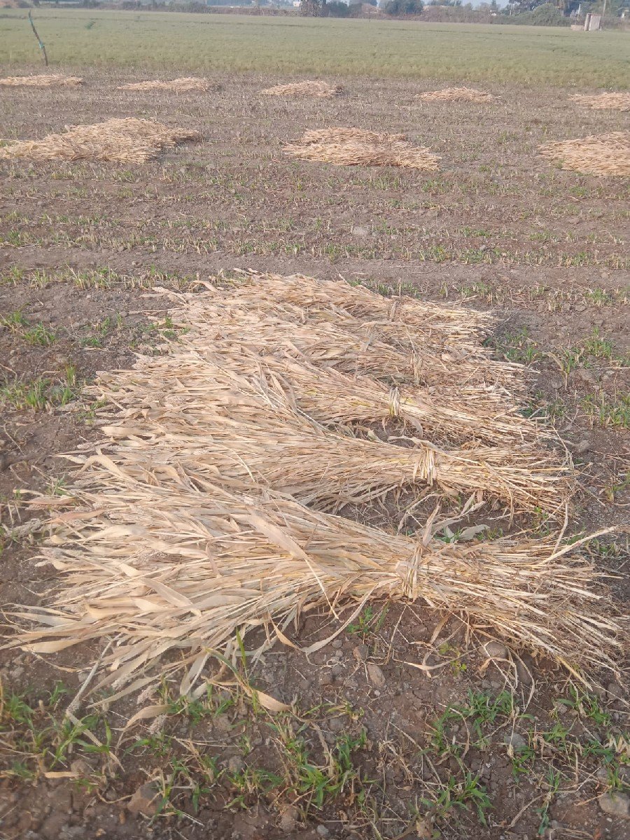 જુવારની નીણ