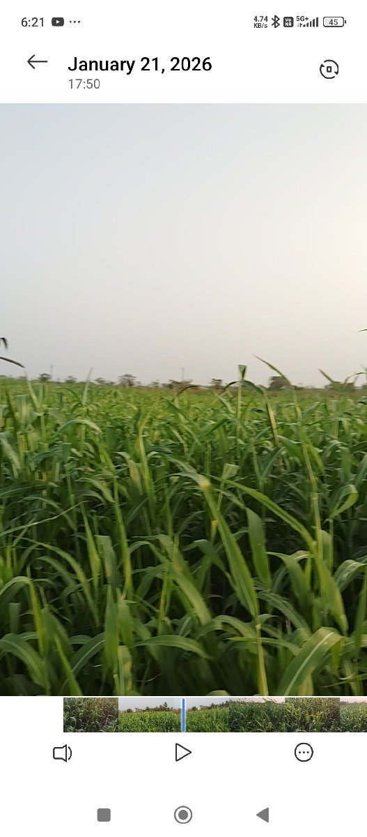 જુવાર નો લીલો સારો