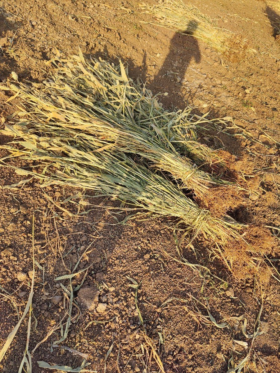 જુવારનો ચારો વેચવાનો છે