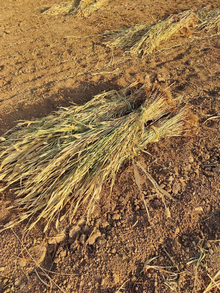 જુવારનો ચારો વેચવાનો છે