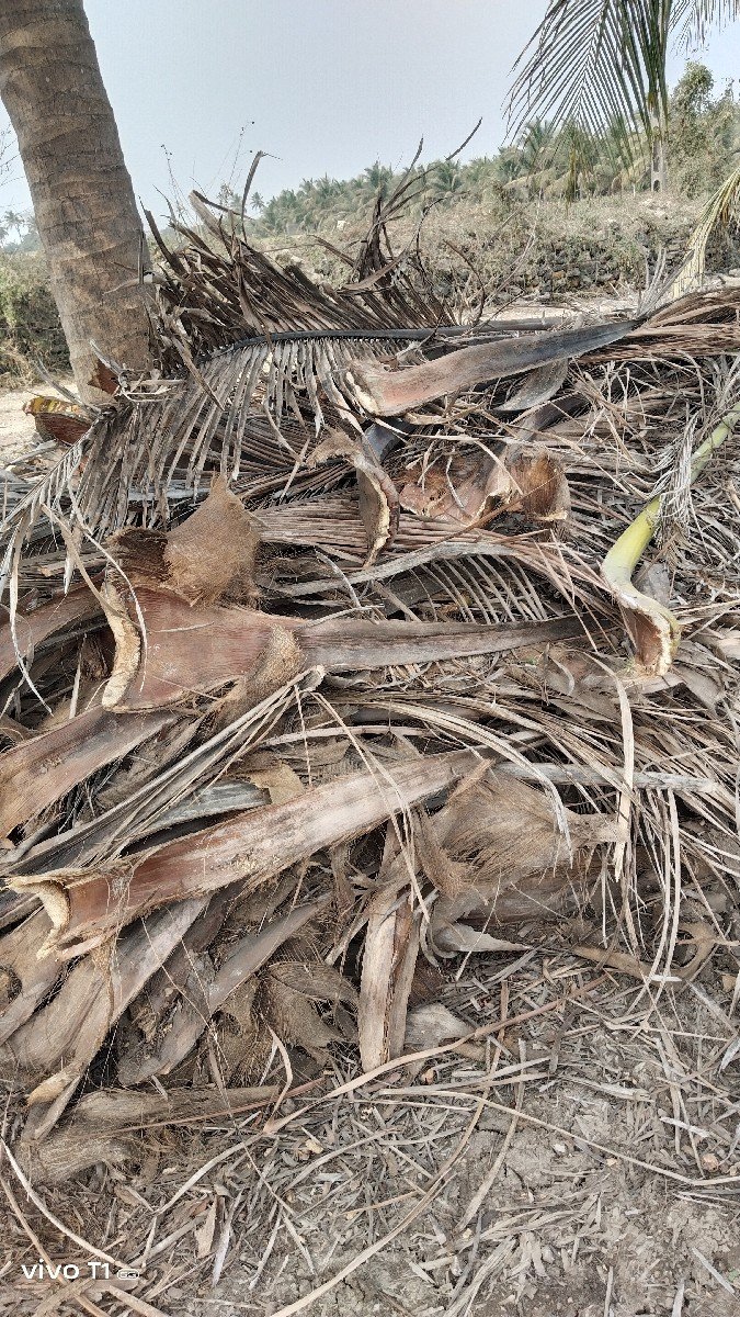 નારિયેળી ના સૂકા તાલા